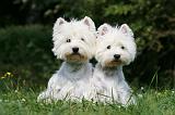 WESTIE 275